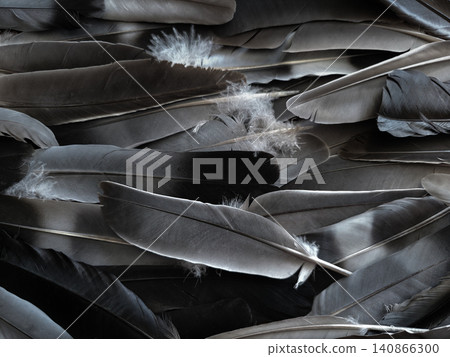 Full frame background texture of natural black and grey bird feathers. Close-up of crow, raven and jackdaw feathers layer. Dark moody wildlife pattern, abstract bird plumage texture. Mystery gothic Full frame background texture of natural black and grey bird feathers. Close-up of crow, raven and jackdaw feathers layer. Dark moody wildlife pattern, abstract bird plumage texture. Mystery gothic 140866300