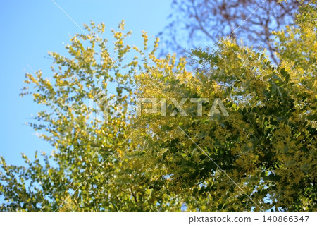 Pearl acacia flowers beginning to bloom 140866347