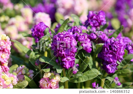 Fresh spring flowers: Stock flowers Fresh spring flowers: Stock flowers 140866352