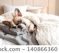 a small tiny french bulldog snuggled up in big bed 140866360