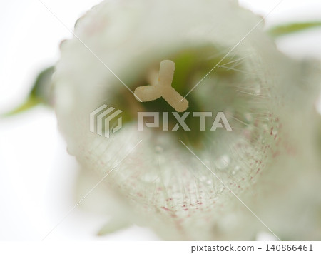 雨水將風鈴草的雌蕊變得透明(20260603142119) 雨水將風鈴草的雌蕊變得透明(20260603142119) 140866461