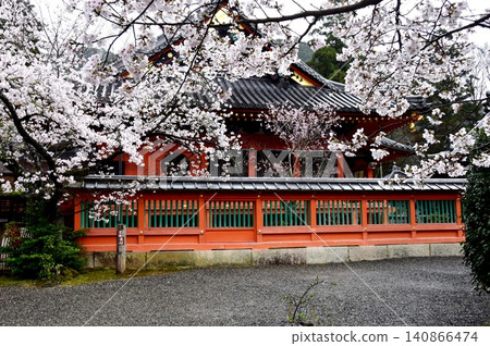 京都市山科區毘沙門堂內的櫻花盛開。 京都市山科區毘沙門堂內的櫻花盛開。 140866474