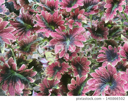 Miana or Coleus (Plectranthus scutellarioides), which is known for its colorful leaves Miana or Coleus (Plectranthus scutellarioides), which is known for its colorful leaves 140866502