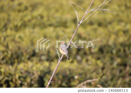 伯勞鳥棲息在樹枝上 伯勞鳥棲息在樹枝上 140866513