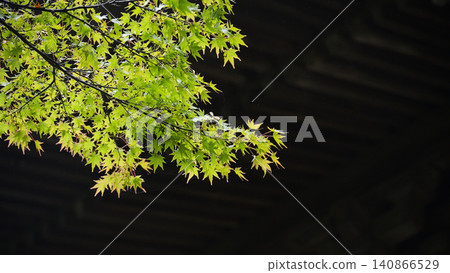 Maple leaves at the main hall of Myohonji Temple in Kamakura in early summer Maple leaves at the main hall of Myohonji Temple in Kamakura in early summer 140866529