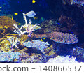 美麗的珊瑚礁，熱帶魚在其中游弋。 140866537