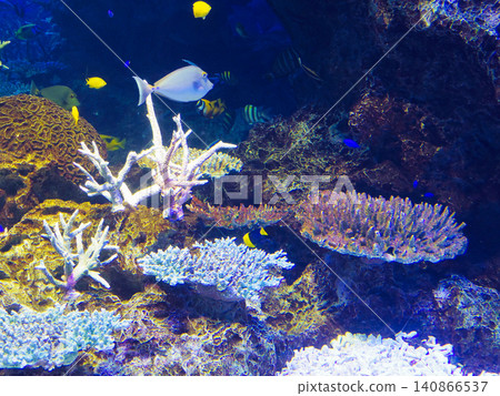 美麗的珊瑚礁,熱帶魚在其中游弋。 美麗的珊瑚礁,熱帶魚在其中游弋。 140866537