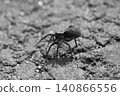 The life force of a spider crawling on the ground 140866556