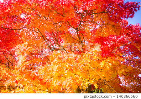 Brightly colored autumn leaves Brightly colored autumn leaves 140866560