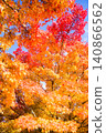 Vivid autumn leaves shining against the blue sky 140866562