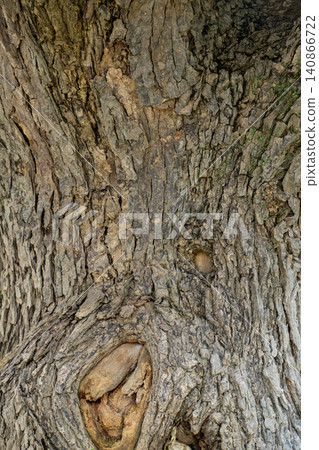 The rough bark texture of a brown tree trunk that splits into two. The rough bark texture of a brown tree trunk that splits into two. 140866722