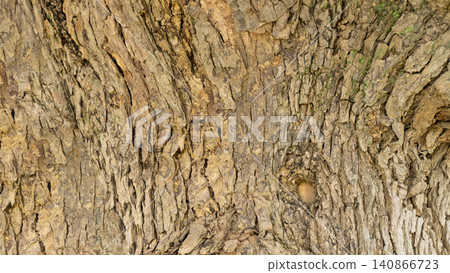 Brown bark surface texture with deep vertical grooves. Brown bark surface texture with deep vertical grooves. 140866723