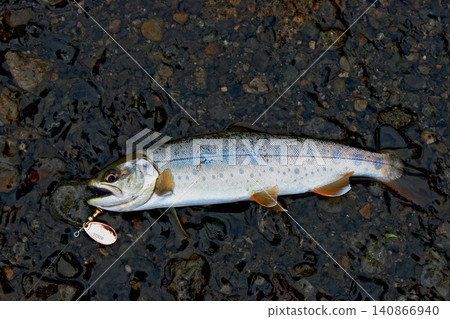 在笹代河捕獲的山女鱒魚 在笹代河捕獲的山女鱒魚 140866940