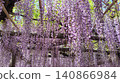 Beautiful photos of wisteria flowers and wisteria trellises Beautiful photos of wisteria flowers and wisteria trellises 140866984