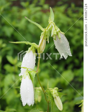 一朵孤零零的風鈴草,花瓣被雨水浸透,變得透明(20260603142235) 一朵孤零零的風鈴草,花瓣被雨水浸透,變得透明(20260603142235) 140867124