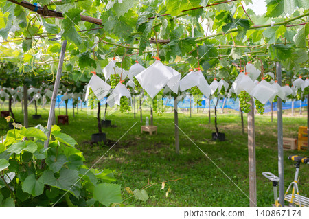 Vineyard (Shine Muscat) Vineyard (Shine Muscat) 140867174