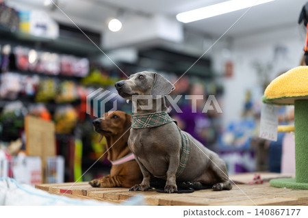 Two dachshunds standing on pet store counter 140867177