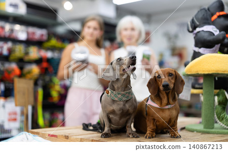 In fitting area, two dogs dachshund breed sitting on table for animals in pet store 140867213