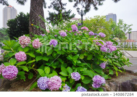 Flower Michi 140867284