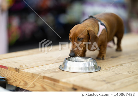 Dachshund dog sits on a table in a pet store near a metal bowl Dachshund dog sits on a table in a pet store near a metal bowl 140867488