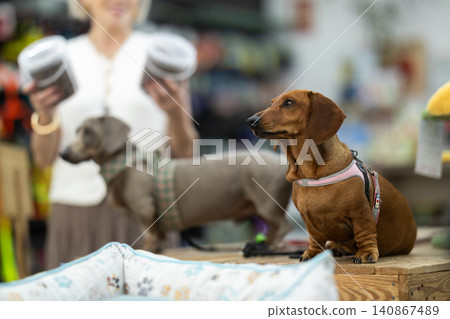 In fitting area, two dogs dachshund breed sitting on table for animals in pet store In fitting area, two dogs dachshund breed sitting on table for animals in pet store 140867489