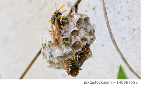 Queen wasp of the two-spotted paper wasp species *Polistes chinensis* Queen wasp of the two-spotted paper wasp species *Polistes chinensis* 140867558