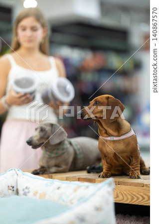 Two dachshund dogs sit on a table in a pet store against the background of a teenage girl Two dachshund dogs sit on a table in a pet store against the background of a teenage girl 140867570