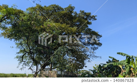 A horizontal eye level viewpoint captures a massive leafy rain tree standing tall next to vibrant green banana plants under a clear blue sky. Bright morning sunlight illuminates the tropical foliage, A horizontal eye level viewpoint captures a massive leafy rain tree standing tall next to vibrant green banana plants under a clear blue sky. Bright morning sunlight illuminates the tropical foliage, 140867828
