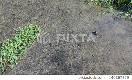 A horizontal high angle perspective captures clear freshwater flowing over a shallow sandy riverbed with small patches of green water grass growing in the stream. Bright afternoon sunlight creates A horizontal high angle perspective captures clear freshwater flowing over a shallow sandy riverbed with small patches of green water grass growing in the stream. Bright afternoon sunlight creates 140867839