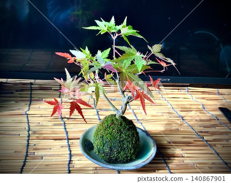"The colors of the season come alive in moss balls" "The colors of the season come alive in moss balls" 140867901