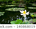Lotus flower blooming in the pond 140868019