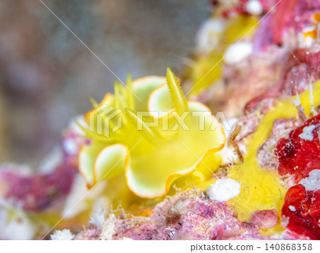 Saffron Illuminous Saffron Illuminous 140868358