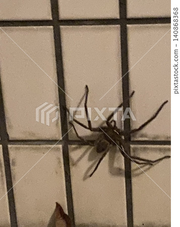 一隻大蜘蛛正在爬牆 一隻大蜘蛛正在爬牆 140868368