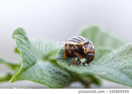 Colorado potato beetle crawling on a fuzzy green leaf in macro detail 140868499