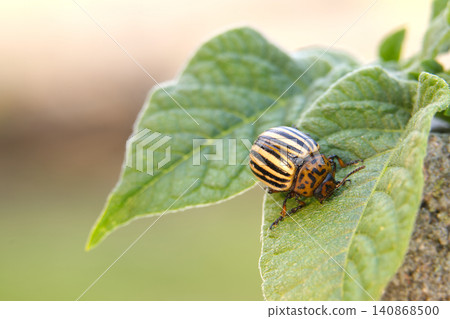 Colorado potato beetle crawling on a green leaf in natural light Colorado potato beetle crawling on a green leaf in natural light 140868500