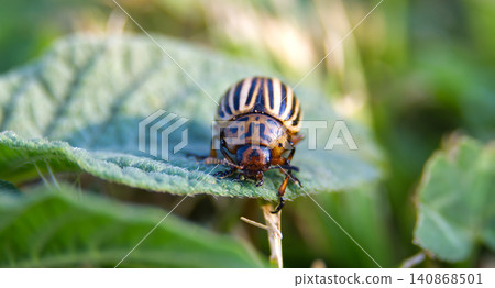 Close-up of a Colorado potato beetle on a green leaf in the garden Close-up of a Colorado potato beetle on a green leaf in the garden 140868501