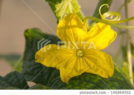 Bright yellow cucumber flower blooming on a vine with green leaves and tendrils 140868502