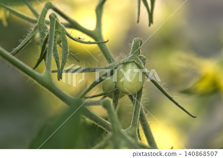 Close-Up Of Unripe Green Tomato On Vine With Fuzzy Stem And Backlit Sunlit Bokeh Close-Up Of Unripe Green Tomato On Vine With Fuzzy Stem And Backlit Sunlit Bokeh 140868507
