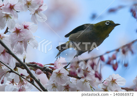 Japanese white-eye flying over cherry blossoms Japanese white-eye flying over cherry blossoms 140868972