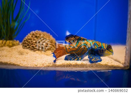 五顏六色的魚在水族館裡游泳 五顏六色的魚在水族館裡游泳 140869032