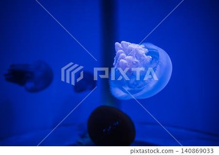一隻藍色水母 一隻藍色水母 140869033
