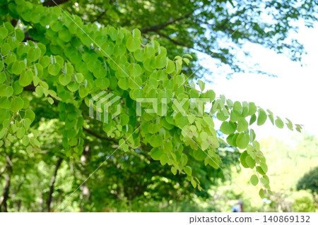 Yellow-green Katsura tree sprouts Yellow-green Katsura tree sprouts 140869132