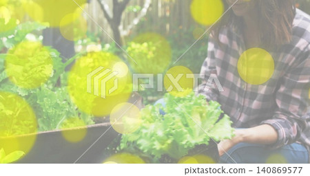 Harvesting gardener in plaid shirt blue gloves holding lettuce with soil at raised bed, copy space Harvesting gardener in plaid shirt blue gloves holding lettuce with soil at raised bed, copy space 140869577