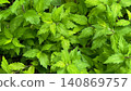 Green background, fresh green background, plant background, green landscape 140869757