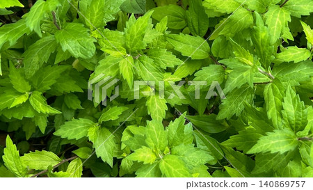 Green background, fresh green background, plant background, green landscape Green background, fresh green background, plant background, green landscape 140869757