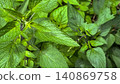 Green background, fresh green background, plant background, green landscape, a field of meadow sage leaves 140869758