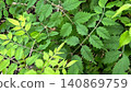 Green background, fresh green background, plant background, trumpet vine leaves 140869759