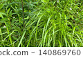 Green background, fresh green background, plant background 140869760
