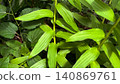 Green background, fresh green background, plant background 140869761