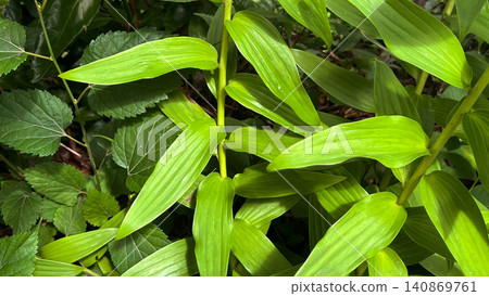 Green background, fresh green background, plant background Green background, fresh green background, plant background 140869761
